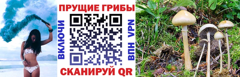 мега ONION  Камышлов  Псилоцибиновые грибы MAGIC MUSHROOMS  наркотики 
